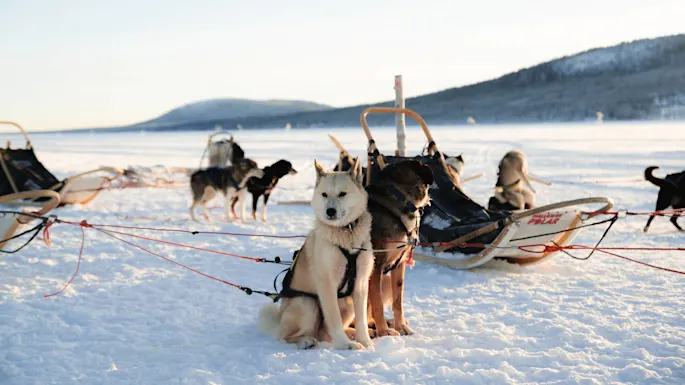 Sledehunder sitter i seletøy festet til sleder på snødekke, med fjerne fjell under en klar himmel. Tekst på slede: "Hedlund POLAR".