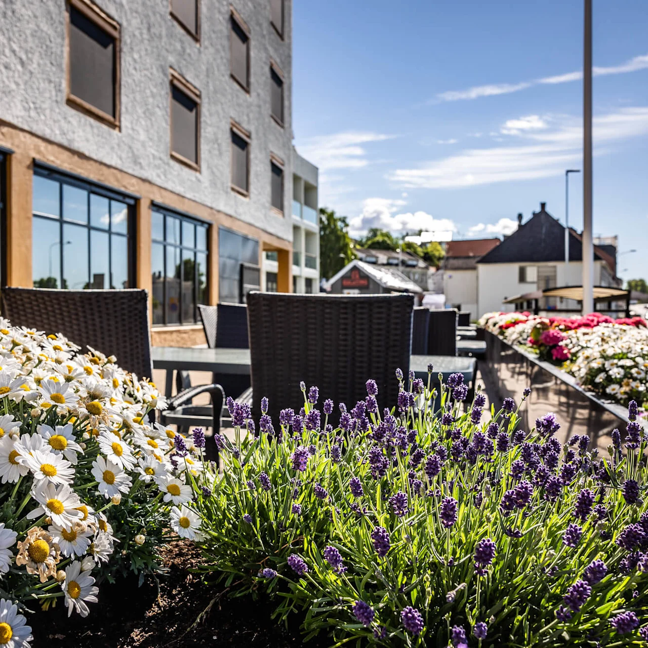 Margueritter og lavendler blomstrer i en plantekasse ved en bygning med store vinduer. Der er udendørs siddepladser i solskinnet, omgivet af flere blomster.