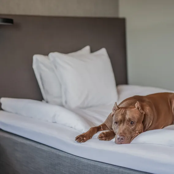 En brun hund ligger på en snyggt bäddad säng och vilar huvudet på vita lakan. Sängen står i ett modernt rum med en mörk huvudgavel och en vägglampa ovanför.