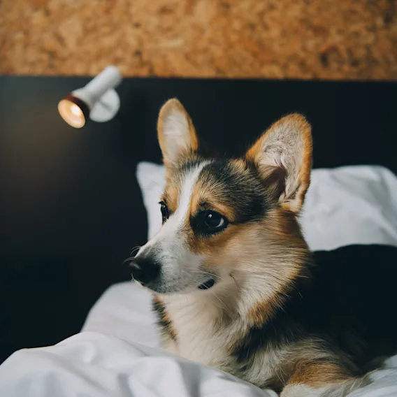 En corgi ligger på en hvid seng og ser opmærksom ud. En trævæg og en lille spotlys udgør baggrunden.