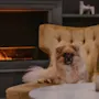 A fluffy dog relaxes on a yellow armchair by a cozy fireplace at Home Hotel Kung Oscar. 🐾
