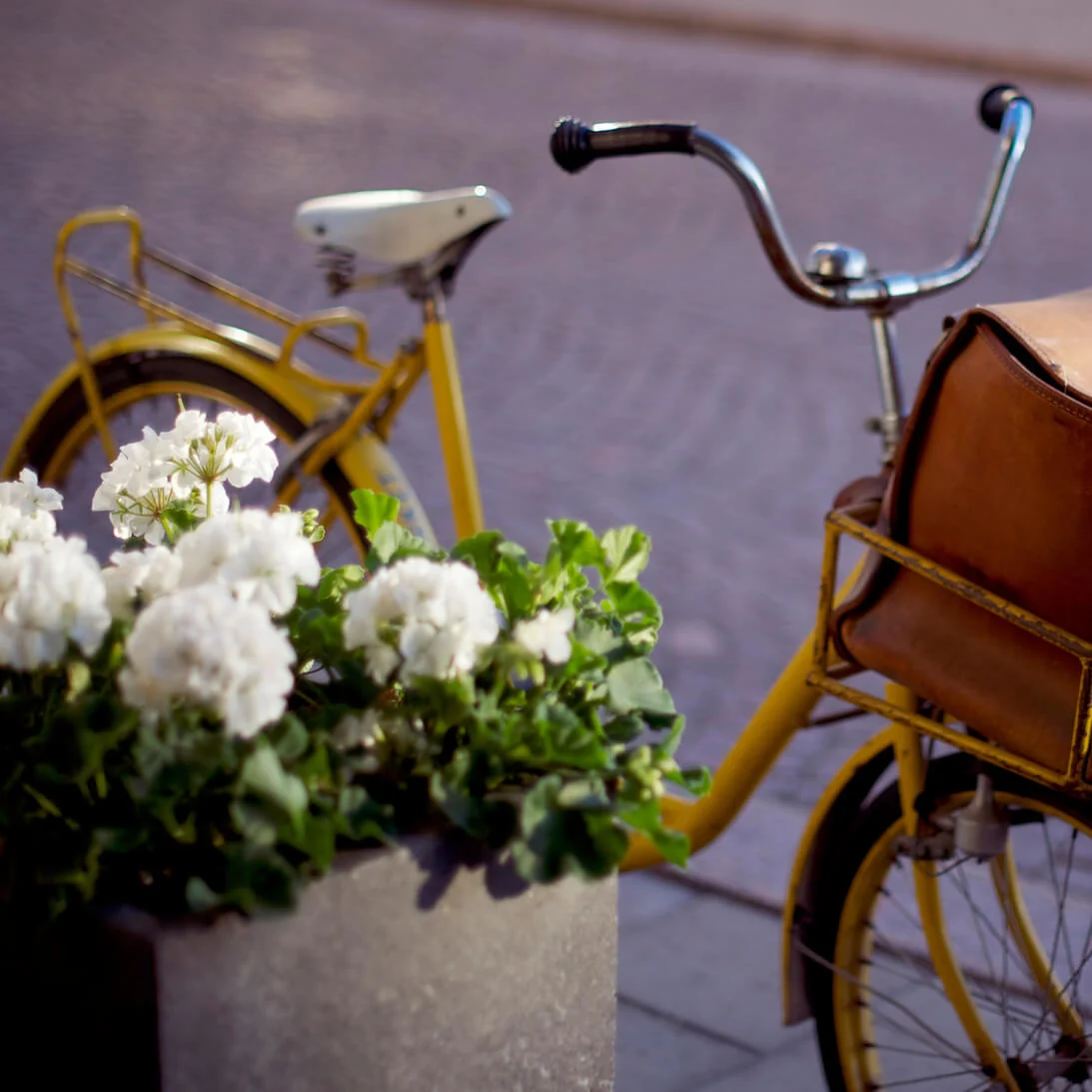 A parked yellow bike with a brown leather satchel, beside white flowers and on cobblestone pavement.