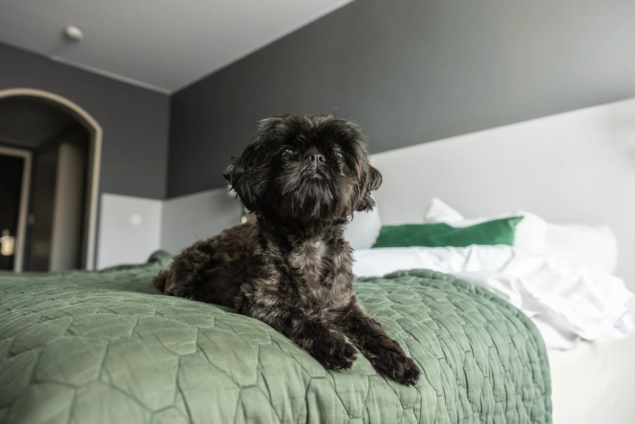 Pieni koira rentoutuu siististi pedatulla vihreällä peitetyllä sängyllä kodikkaassa huoneessa, joka huokuu rauhaa ja mukavuutta.