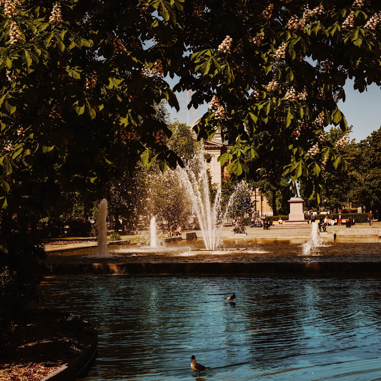 Fountain spraying water into a pool where ducks swim, surrounded by lush trees and a park with people in the distance, beneath a clear blue sky.