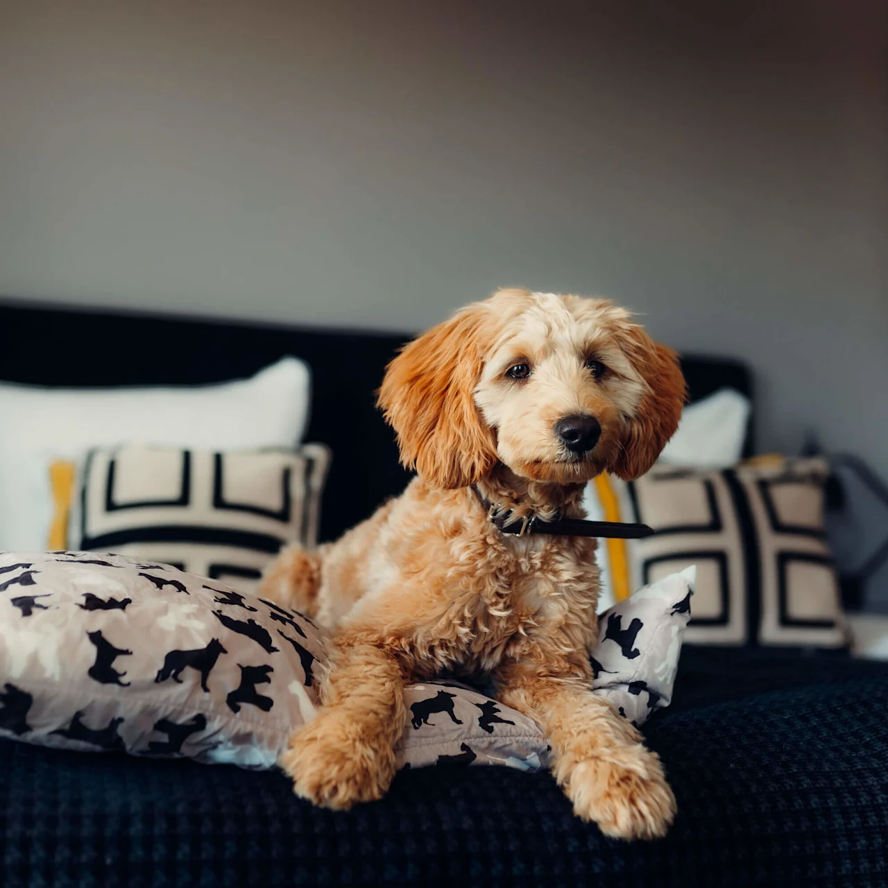 A fluffy, light-brown dog lounges on a bed adorned with dog-patterned pillows, set against a background of geometric and plain cushions in a cozy room.
