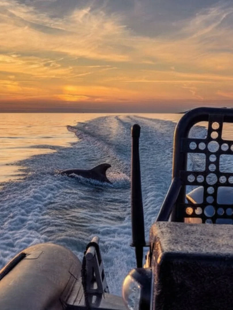 En båt glider fram på vattnet i solnedgången, med en delfin i dess kölvatten. Himlen är fylld av varma orange och gula nyanser.