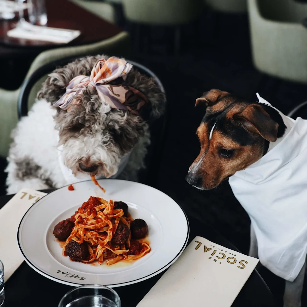 To hunder kledd i klær observerer en tallerken med spaghetti og kjøttboller på et restaurantbord. Menyene leser "SOCIAL THE MIX BISTRO" og det er vannglass i nærheten.