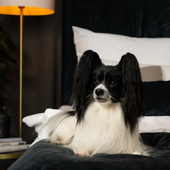 En liten hund med lange ører slapper av på en komfortabel seng i et koselig rom med en varm lampe.