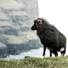 A black sheep standing on a grassy cliffside in the Faroe Islands with dramatic coastal cliffs in the background.