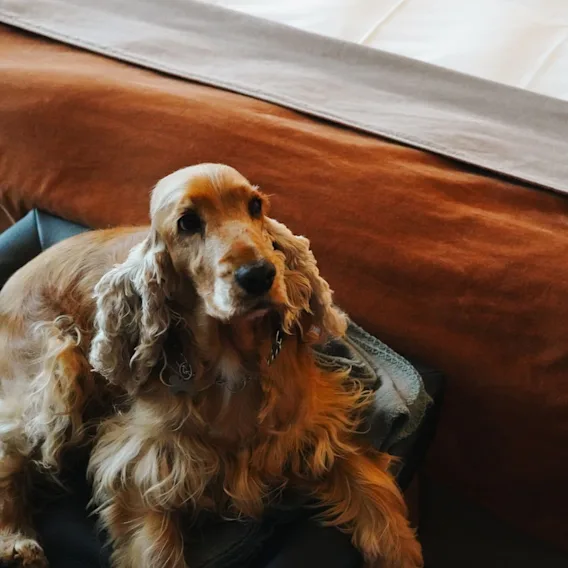 En gylden cocker spaniel ligger i en sort hundekurv på gulvet ved siden af en hotelseng med et brunt sengetæppe.