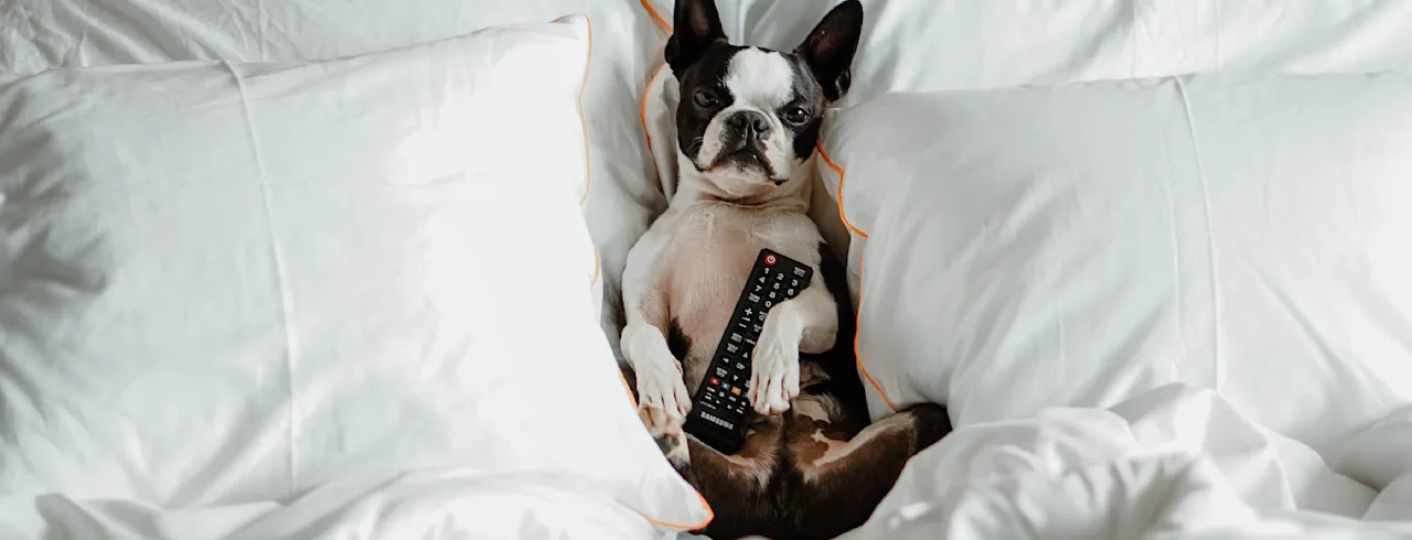Bilde av en søt hun som ligger i senga og koser seg på Dogcation.