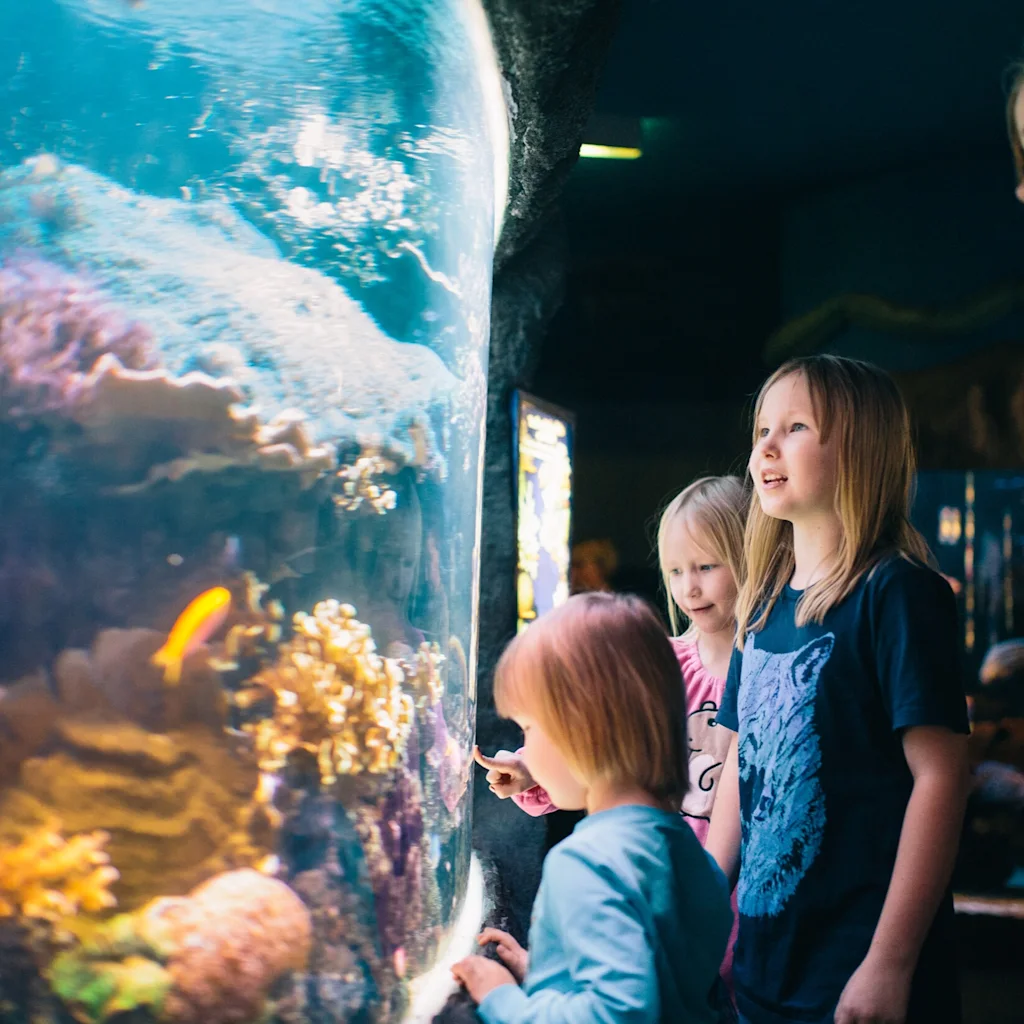 Folk observerer marint liv i et akvarium på SEA LIFE Helsingfors.