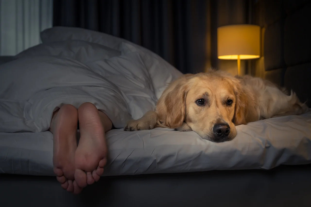A golden retriever lies on the bed next to a sleeping person in a dimly lit bedroom.