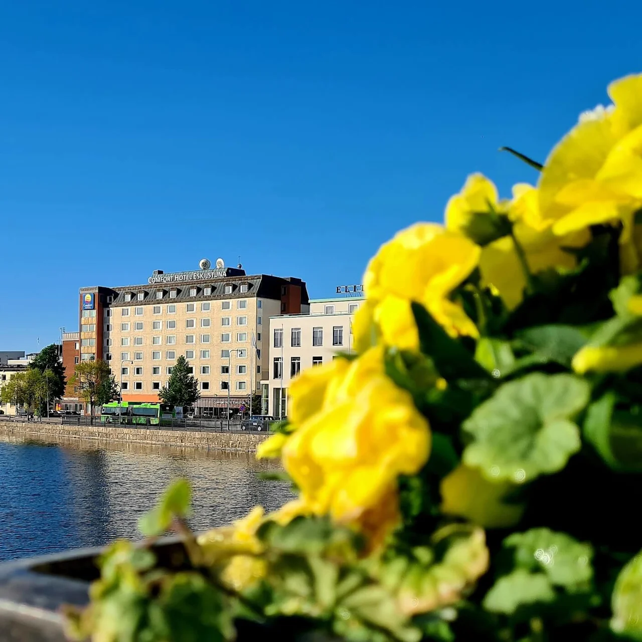 Keltaiset kukat kehystävät näkymän rakennuksiin joen rannalla kirkkaan sinisen taivaan alla. Suuressa rakennuksessa on kyltti "COMFORT HOTEL".