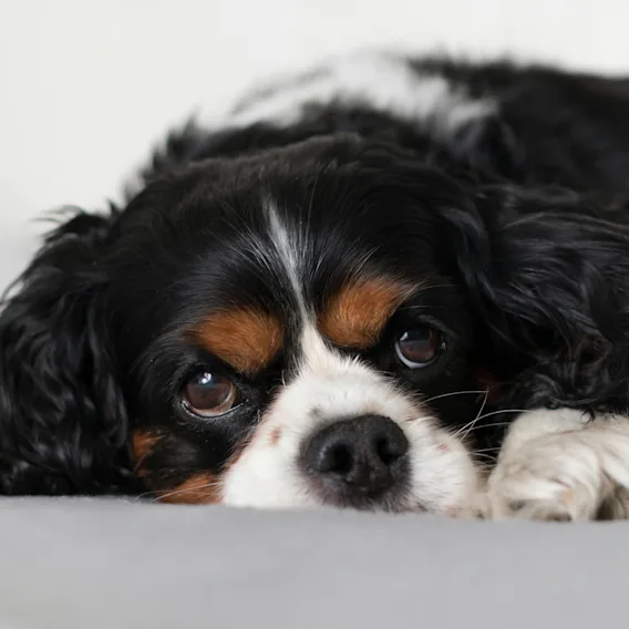 Cavalier King Charles Spaniel lepää pehmeällä, harmaalla pinnalla, pää alhaalla ja katsoo eteenpäin suurilla silmillään, viestien rentoa ja rauhallista olemusta.