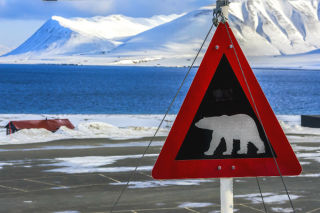 svalbard-polar-bear-sign-winter.jpg