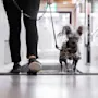 En person går med en unik, stilfullt kledd hund nedover en godt opplyst gang. Hundens distinkte utseende fanger oppmerksomheten mens de går selvsikkert i båndet.
