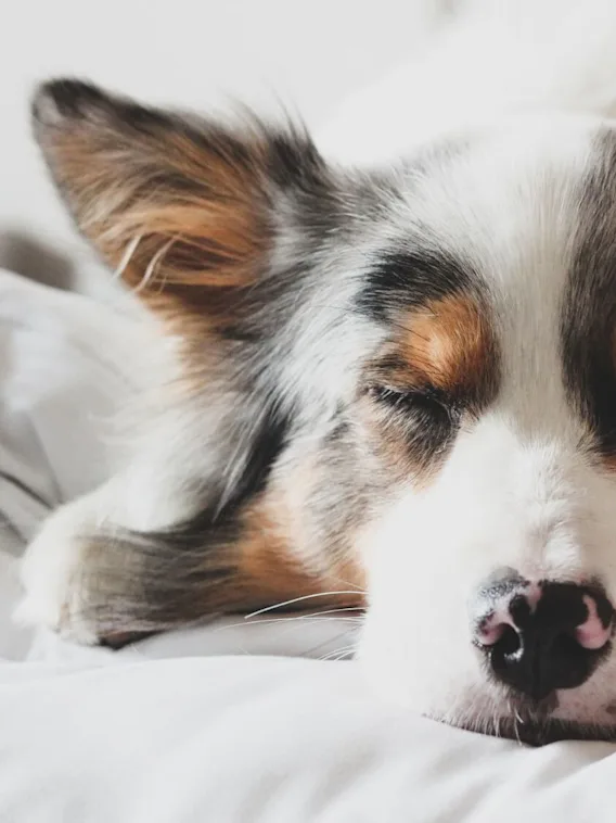 Glad hund sovandes i hotellsäng