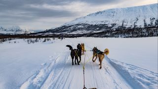 Dog Sledding in Tromsø 16:9