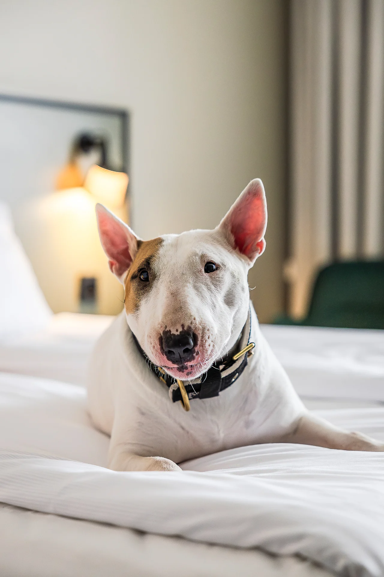 En avslappet bullterrier ligger komfortabelt på en seng i et dempet opplyst rom, med en lampe som gløder i bakgrunnen og gir en koselig atmosfære.