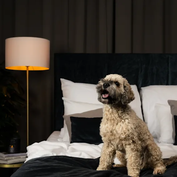 En fluffy hund sitter på en mørk seng med hvite puter, munnen åpen, ved siden av en glødende lampe i et koselig, dempet rom.
