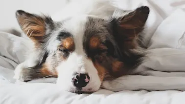 Happy Dog in a hotel bed