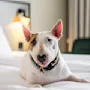 En avslappet bullterrier ligger komfortabelt på en seng i et dempet opplyst rom, med en lampe som gløder i bakgrunnen og gir en koselig atmosfære.