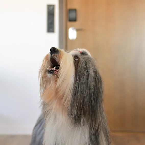 A long-haired dog looks upwards in an interior room with a wooden door and white walls, standing on a wooden floor near a dark box in the background.