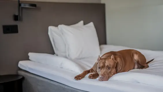 A brown dog lies on a neatly made bed, resting its head on white sheets. The bed is in a modern room with a dark headboard and a wall lamp overhead.