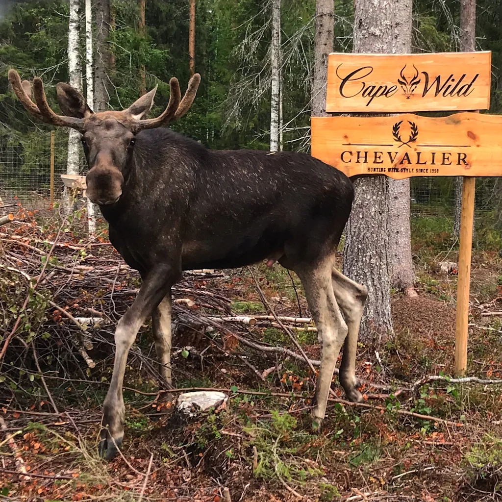 A majestic moose stands in a forest next to a wooden sign that reads Cape Wild, at Cape Wild Luleå.