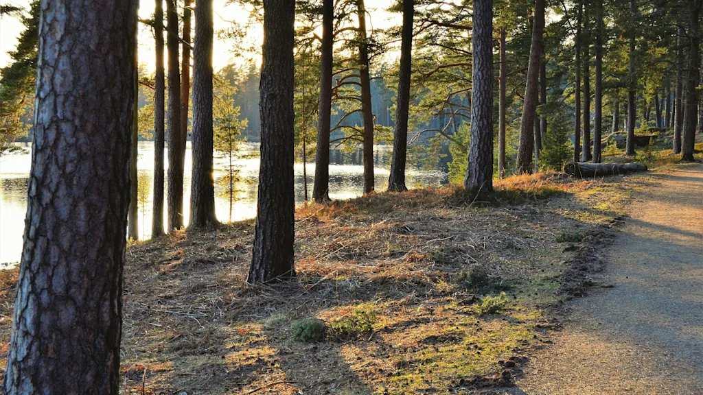 Auringonvalo siivilöityy korkeiden mäntyjen läpi järven rannalla, heittäen täplikkään valon metsäpolulle.