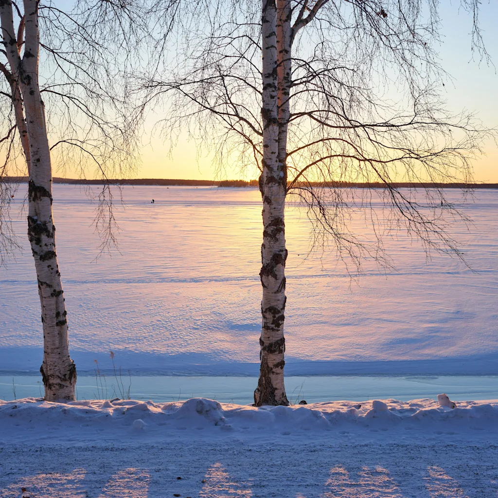 Winter landscape with birch trees silhouetted against a frozen lake at sunset or sunrise in Luleå in Sweden.