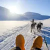 Dog sledding in the sun at Svalbard, Norway.