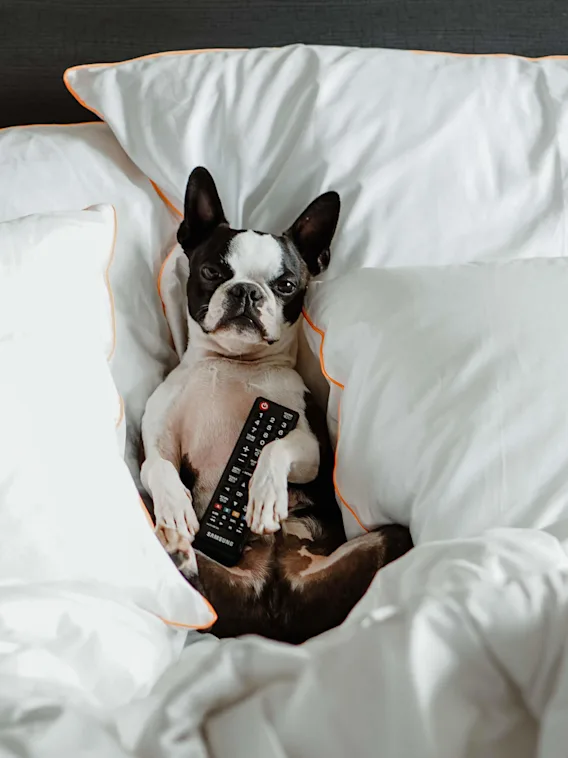 Bilde av en søt hun som ligger i senga og koser seg på Dogcation.