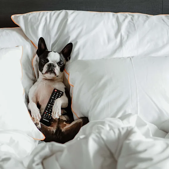 Picture of a cute dog laying in bed, enjoying Dogcation.