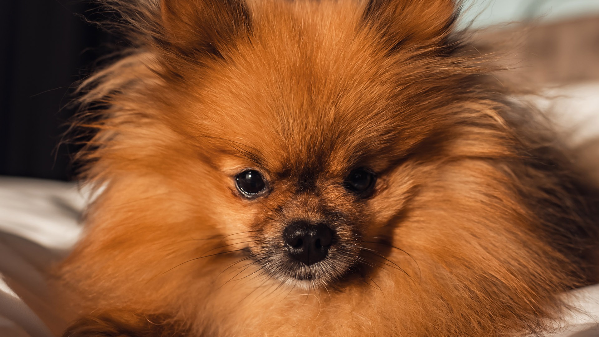 Pörröinen, punaruskea pomeraniankoira kirkkain silmin makaa mukavasti valkoisella sängyllä ja katsoo suoraan katsojaan.