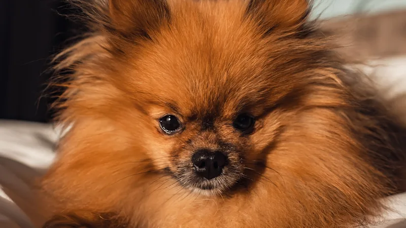 En fluffy, rødbrun pomeranianhund med lyse øjne ligger komfortabelt på en hvid seng og kigger direkte på beskueren.