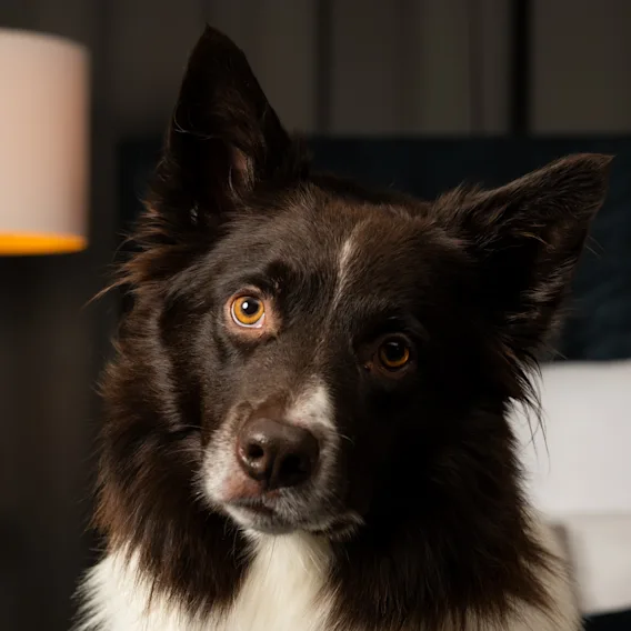 En brun og hvit hund med oppmerksomme øyne ser mot betrakteren, med en lampe og myke møbler i bakgrunnen.
