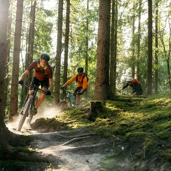 Cykelentusiaster cyklar mountainbike nerför en solbelyst, skogsklädd stig och manövrerar runt trädens rötter och mossbelagd mark.