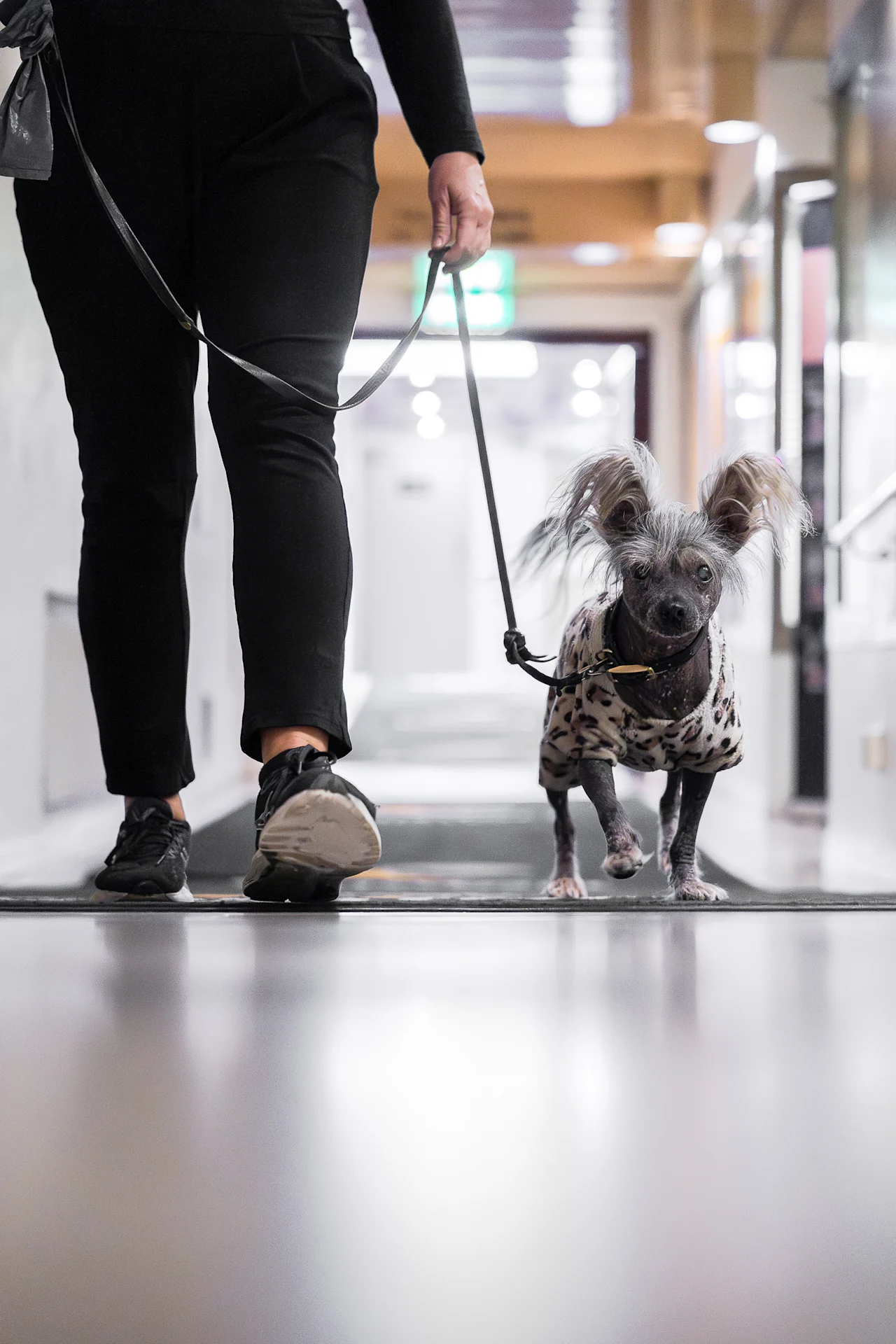 En person går med en unik, stilfullt kledd hund nedover en godt opplyst gang. Hundens distinkte utseende fanger oppmerksomheten mens de går selvsikkert i båndet.