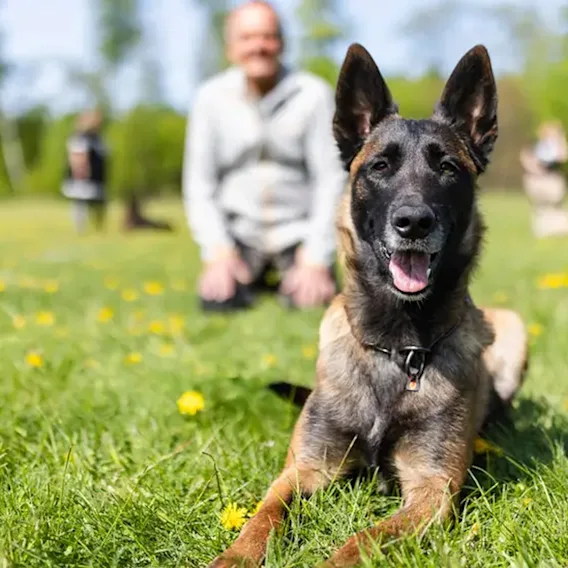 En belgisk vallhund ligger på en gräsmatta fylld med maskrosor, med sin ägare sittande i bakgrunden en solig dag.
