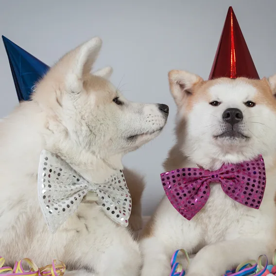 Happy Dog New Year!
