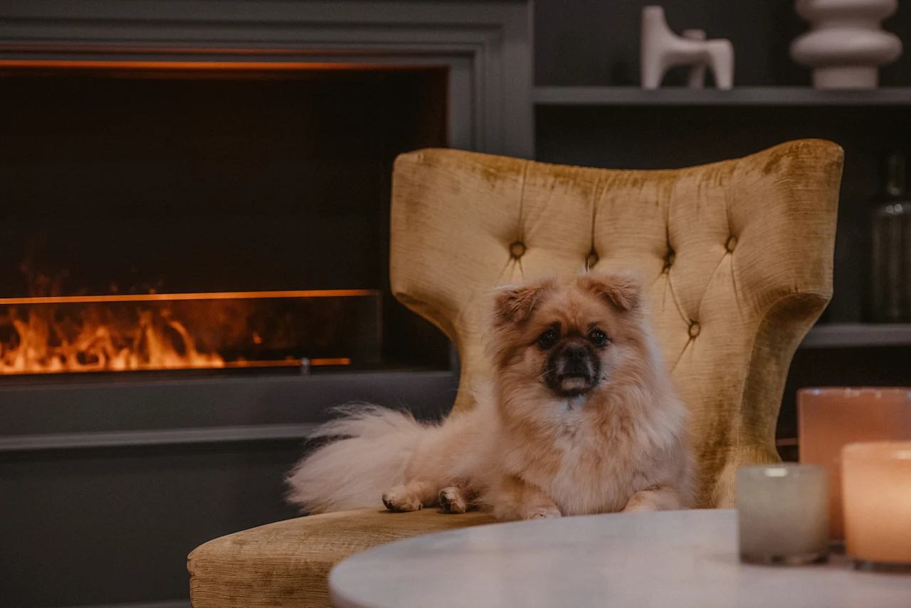 A fluffy dog relaxes on a yellow armchair by a cozy fireplace at Home Hotel Kung Oscar. 🐾