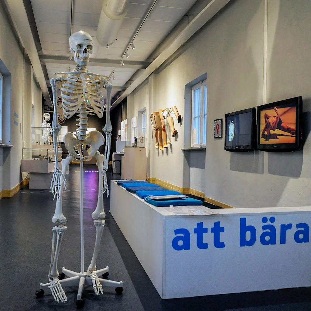 A museum exhibit hallway with a skeleton model, interactive screens showing movement, and a display with the text 'att bära'.