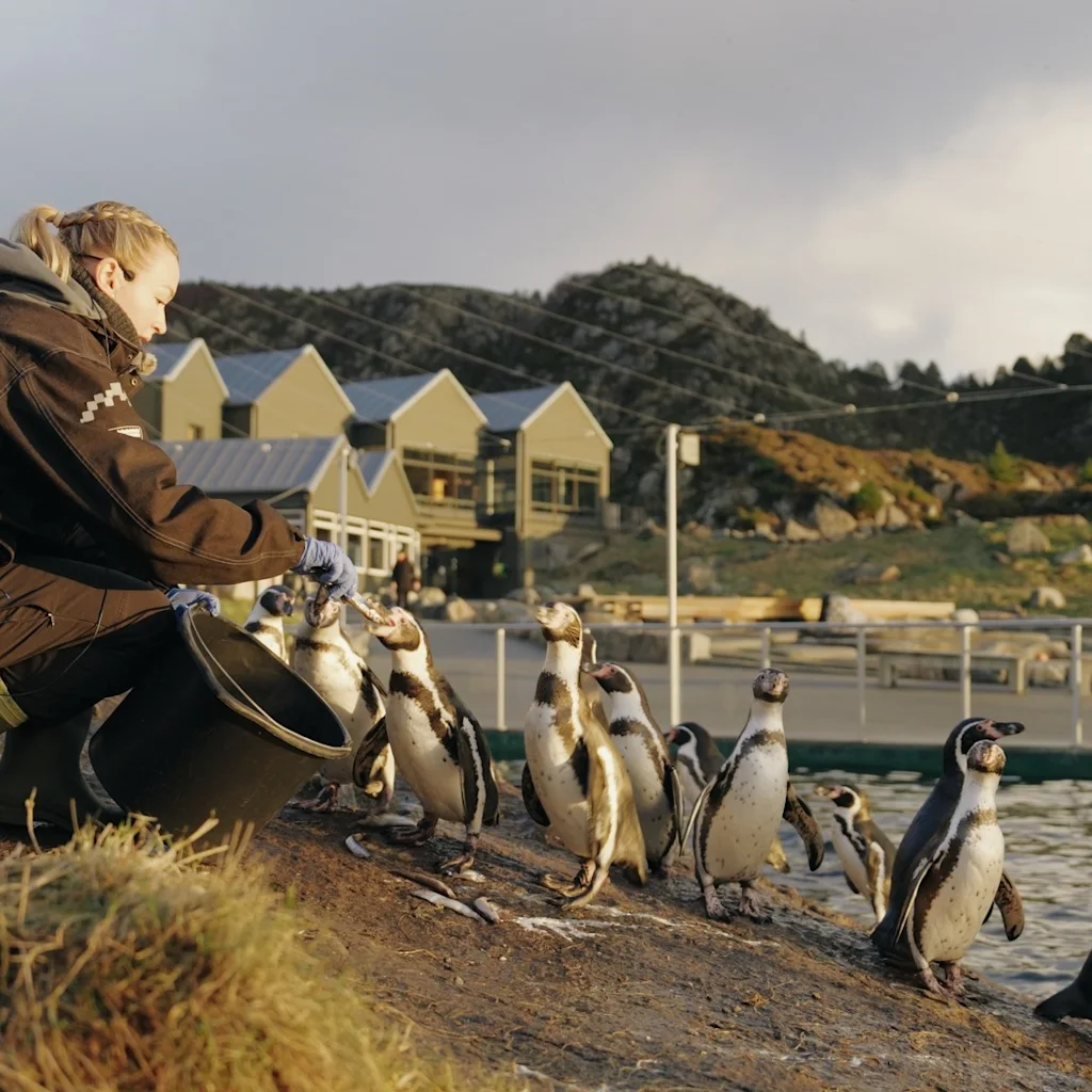 A person kneels to feed a group of penguins by the water's edge, with buildings and hills in the background.