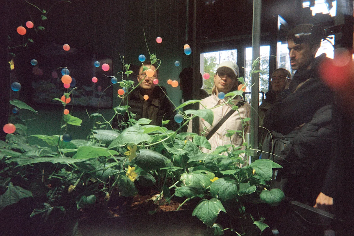 DDW plants