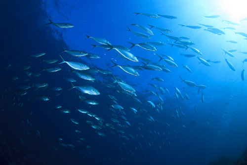 Fish Oil: The sources, benefits and dosage 