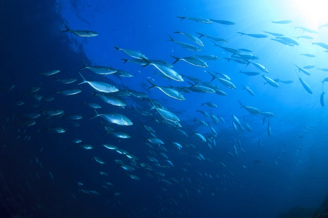 Fish Oil: The Sources, Benefits and Dosage