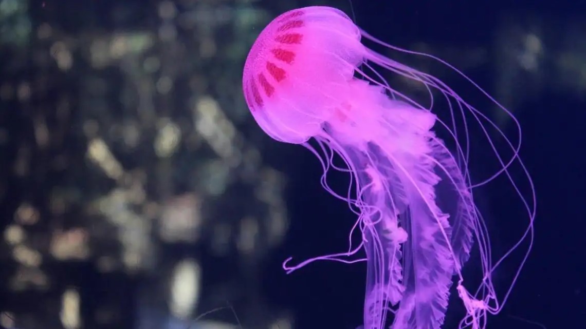 jellyfish-release-1
