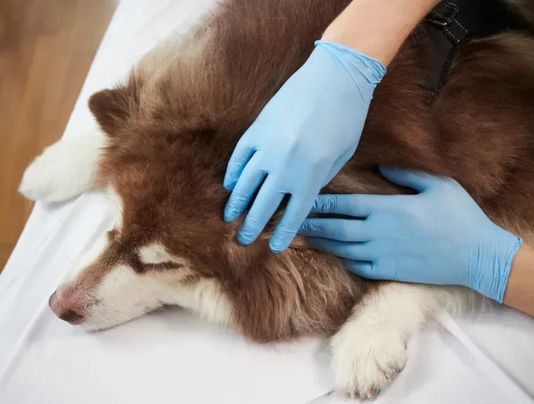 A veterinarian wearing blue examination gloves carefully inspects a brown and white husky dog's neck and fur, demonstrating the professional assessment process for identifying and evaluating lumps and bumps on dog's skin during a clinical examination.